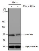 Gelsolin Antibody in Western Blot (WB)
