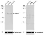 HSD3B1 Antibody in Western Blot (WB)