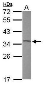 OTX2 Antibody in Western Blot (WB)