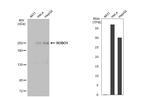 ROBO1 Antibody in Western Blot (WB)