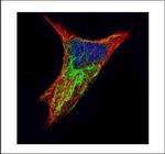 Cytokeratin 17 Antibody in Immunocytochemistry (ICC/IF)