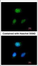 HEYL Antibody in Immunocytochemistry (ICC/IF)
