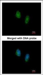 RAN Polyclonal Antibody