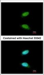 CREM Polyclonal Antibody