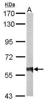 Rhotekin Antibody in Western Blot (WB)