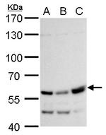 Rhotekin Antibody in Western Blot (WB)