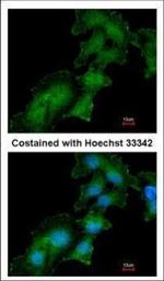 ATP6IP2 Antibody in Immunocytochemistry (ICC/IF)