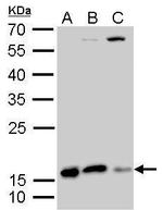 Destrin Antibody in Western Blot (WB)