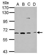 GGA1 Antibody in Western Blot (WB)