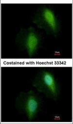 HDAC7 Polyclonal Antibody