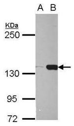 BCOR Antibody in Western Blot (WB)
