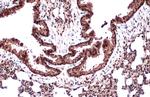 CRM1 Antibody in Immunohistochemistry (Paraffin) (IHC (P))
