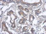DAPK2 Antibody in Immunohistochemistry (Paraffin) (IHC (P))