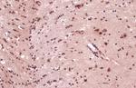 TDP-43 Antibody in Immunohistochemistry (Paraffin) (IHC (P))