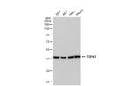 TDP-43 Antibody in Western Blot (WB)
