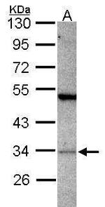 PACT Polyclonal Antibody