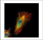 ABCF1 Polyclonal Antibody