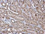 Aconitase 2 Antibody in Immunohistochemistry (Paraffin) (IHC (P))