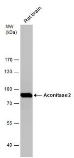 Aconitase 2 Antibody in Western Blot (WB)