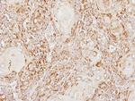 Acid Phosphatase 2 Antibody in Immunohistochemistry (Paraffin) (IHC (P))