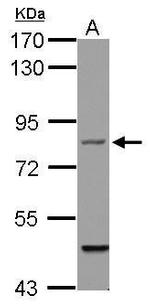 Filensin Antibody in Western Blot (WB)