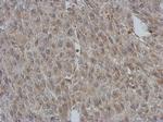 BNIP2 Antibody in Immunohistochemistry (Paraffin) (IHC (P))