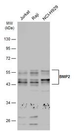 BNIP2 Antibody in Western Blot (WB)