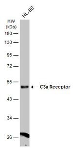 C3a Receptor Polyclonal Antibody