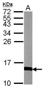 Calmodulin 3 Polyclonal Antibody