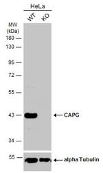 CAPG Antibody in Western Blot (WB)