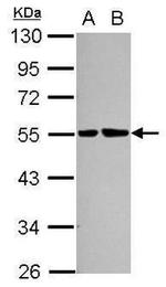 LIMP2 Antibody in Western Blot (WB)