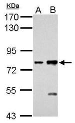 K-cadherin Polyclonal Antibody