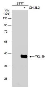 CHI3L2 Antibody in Western Blot (WB)