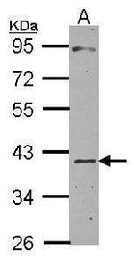 CHI3L2 Antibody in Western Blot (WB)
