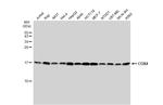 COX4 Antibody in Western Blot (WB)