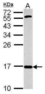 COX4 Antibody in Western Blot (WB)