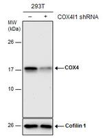 COX4 Antibody in Western Blot (WB)