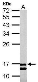 COX4 Antibody in Western Blot (WB)