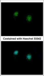 CtBP2 Polyclonal Antibody