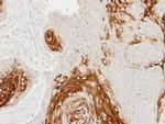 Cathepsin S Antibody in Immunohistochemistry (Paraffin) (IHC (P))