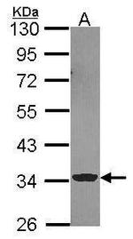 ECH1 Antibody in Western Blot (WB)