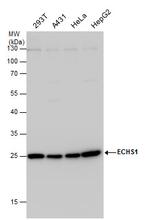 ECHS1 Antibody in Western Blot (WB)
