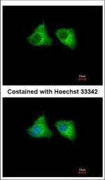 EML1 Polyclonal Antibody