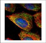 ESD Polyclonal Antibody
