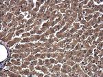 ESD Antibody in Immunohistochemistry (Paraffin) (IHC (P))