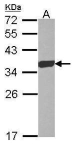 ESD Antibody in Western Blot (WB)