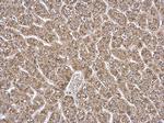 ETFA Antibody in Immunohistochemistry (Paraffin) (IHC (P))