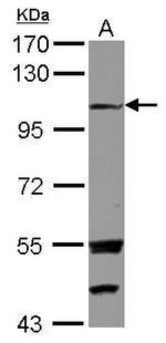 EXTL3 Polyclonal Antibody