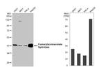 FAH Antibody in Western Blot (WB)