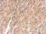 FGL1 Antibody in Immunohistochemistry (Paraffin) (IHC (P))